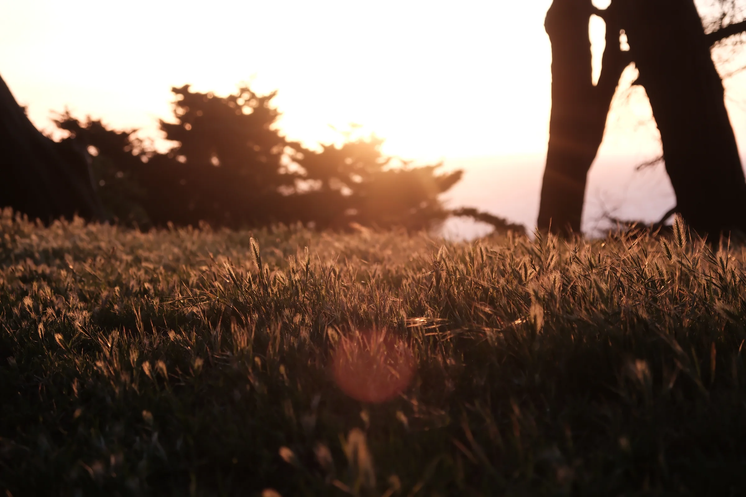 Warm evening sunlight grazing grass beneath the silhouette of a tree