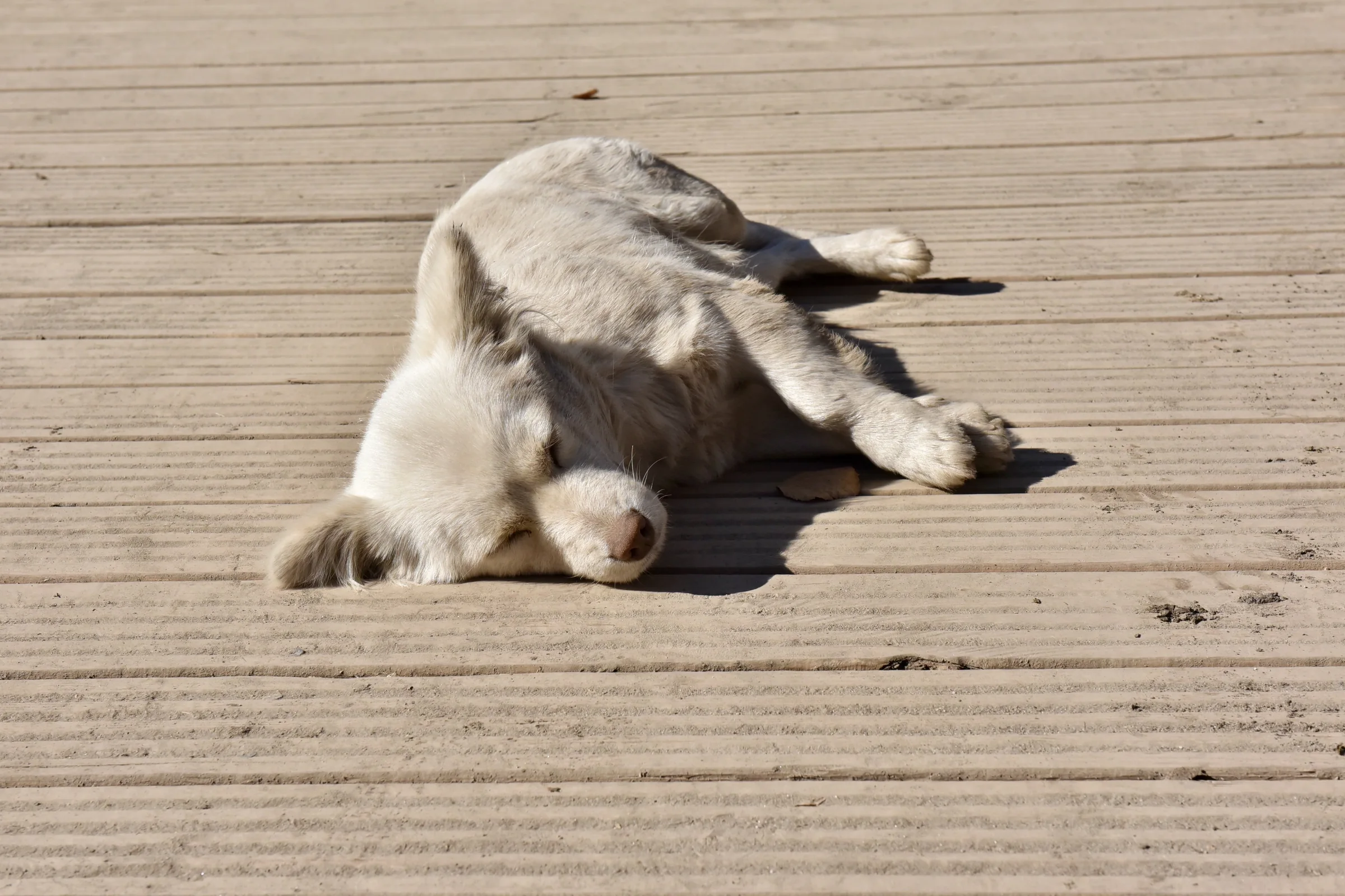 A pale dog sleeping in a patch of sunlight on a wooden deck