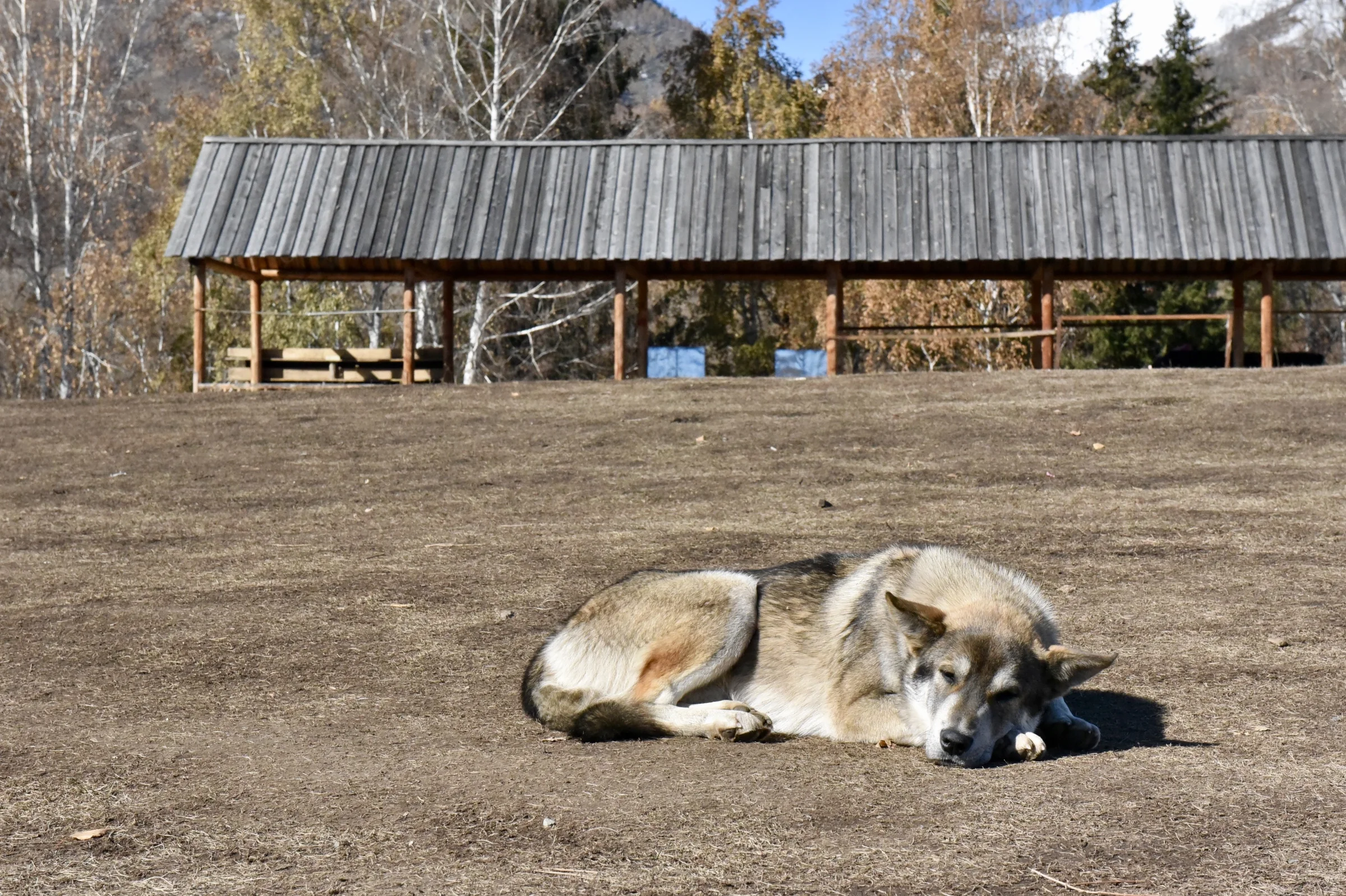 Two dogs resting on open ground beside a long wooden shelter